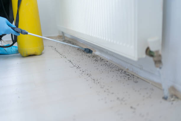 Pest Control for Restaurants in Sunrise Manor, NV